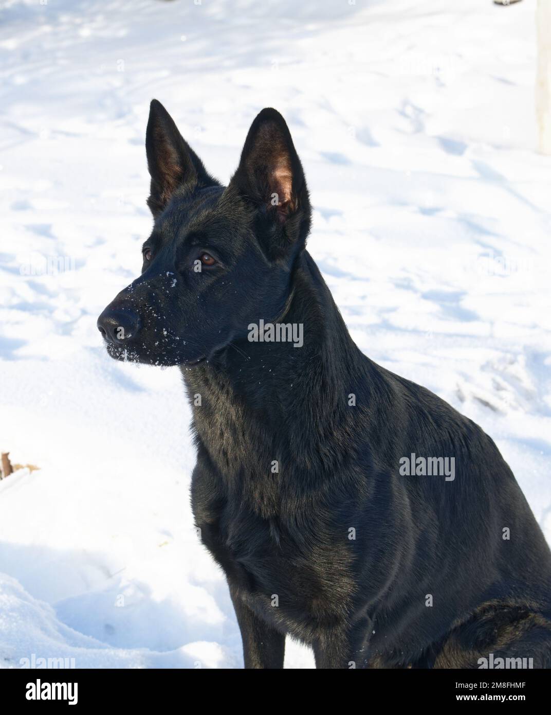 Nine months black German shepherd Stock Photo
