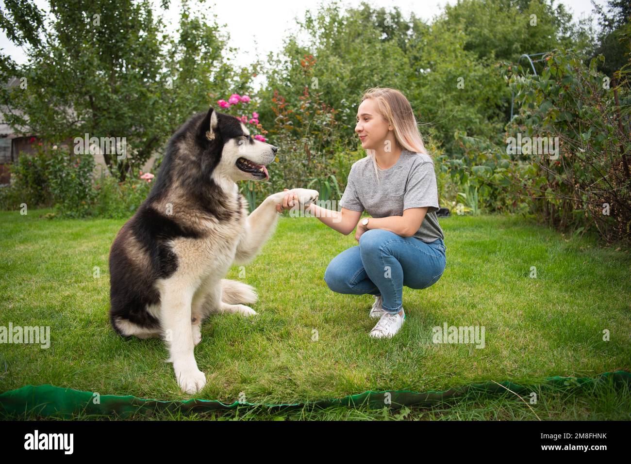 A girl with a dog on a green grass meadow Stock Photo - Alamy