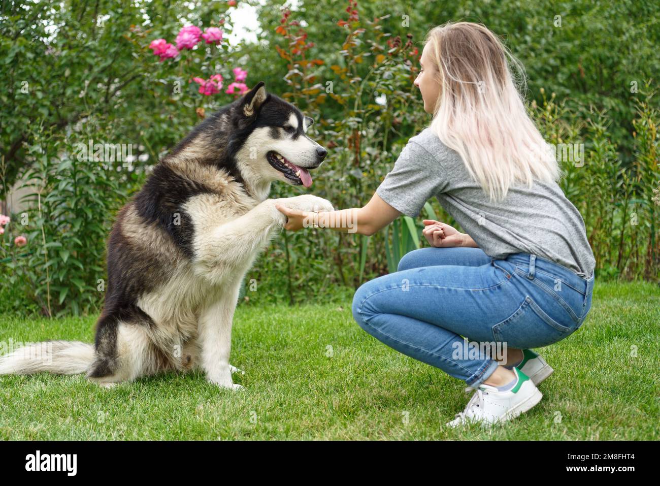 A girl with a dog on a green grass meadow Stock Photo - Alamy