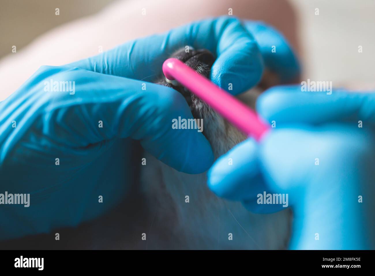 Veterinarian specialist holding small tiny dog and cleaning whitening