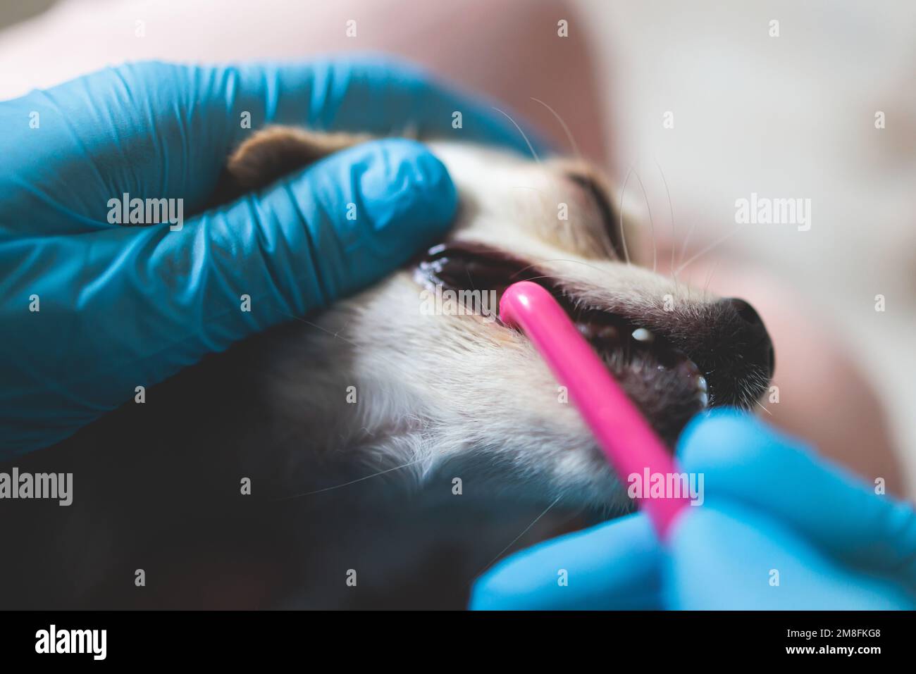Veterinarian specialist holding small tiny dog and cleaning whitening