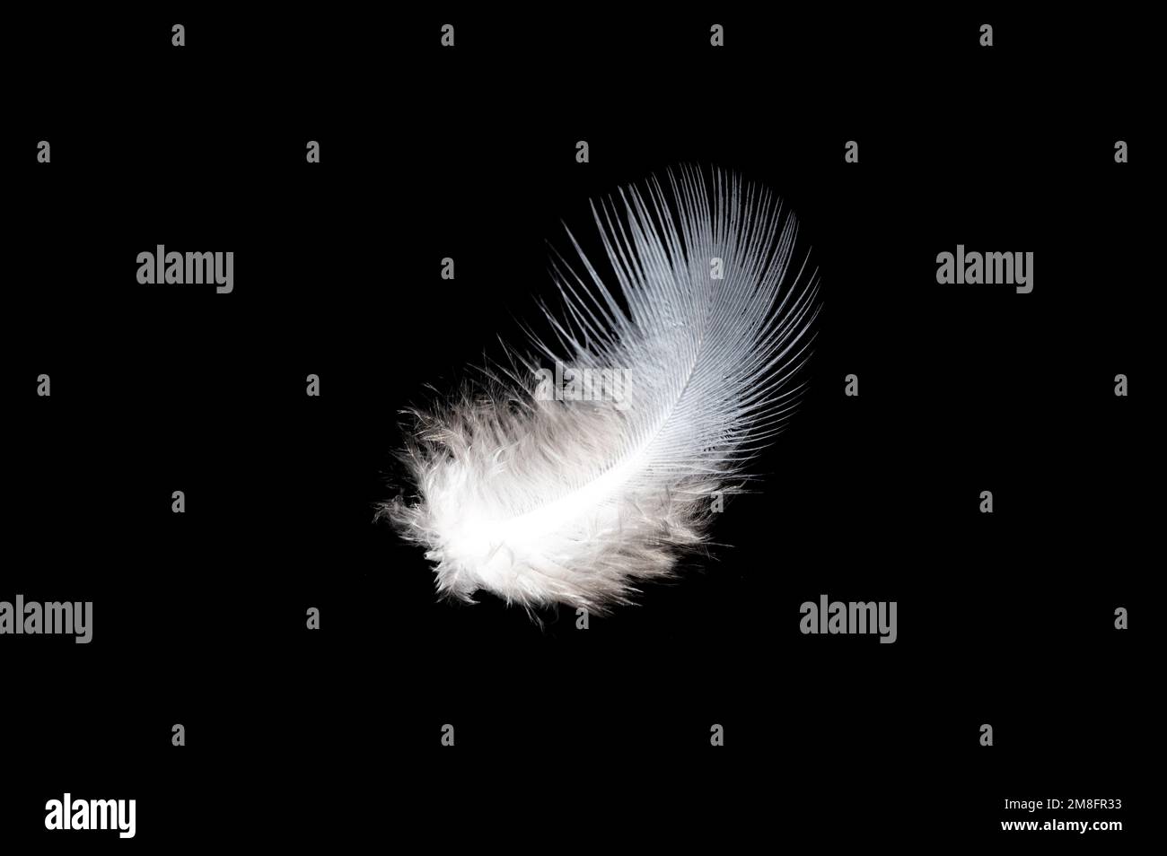 White feather on black background, isolate Stock Photo