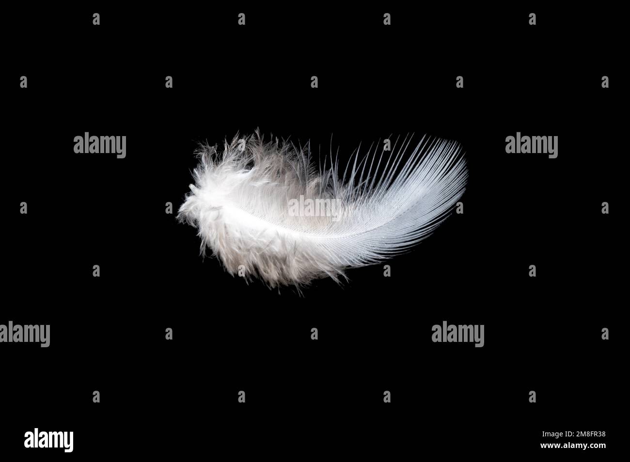 White feather on black background, isolate Stock Photo