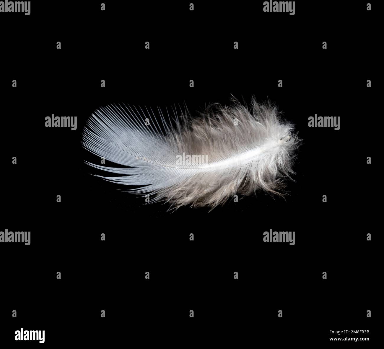 White feather on black background, isolate Stock Photo