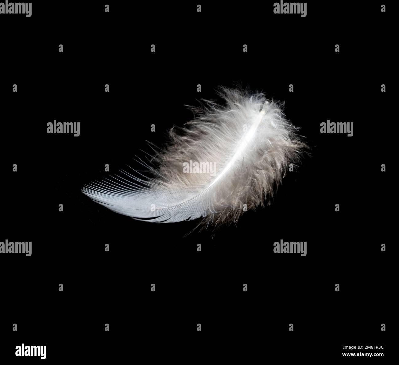White feather on black background, isolate Stock Photo