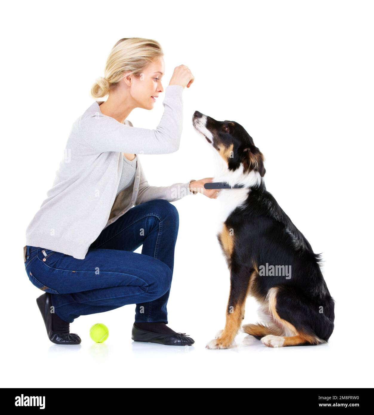 Dog, woman and reward with tennis ball in studio for training, learning and focus by white background. Trainer, dog training and pet animal for Stock Photo