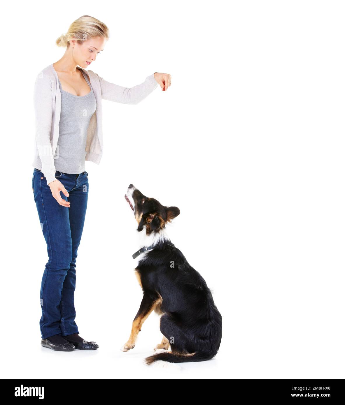 Woman, dog training and studio with reward for learning, greeting and smile by white background. Trainer, teaching and pet animal and friends with Stock Photo