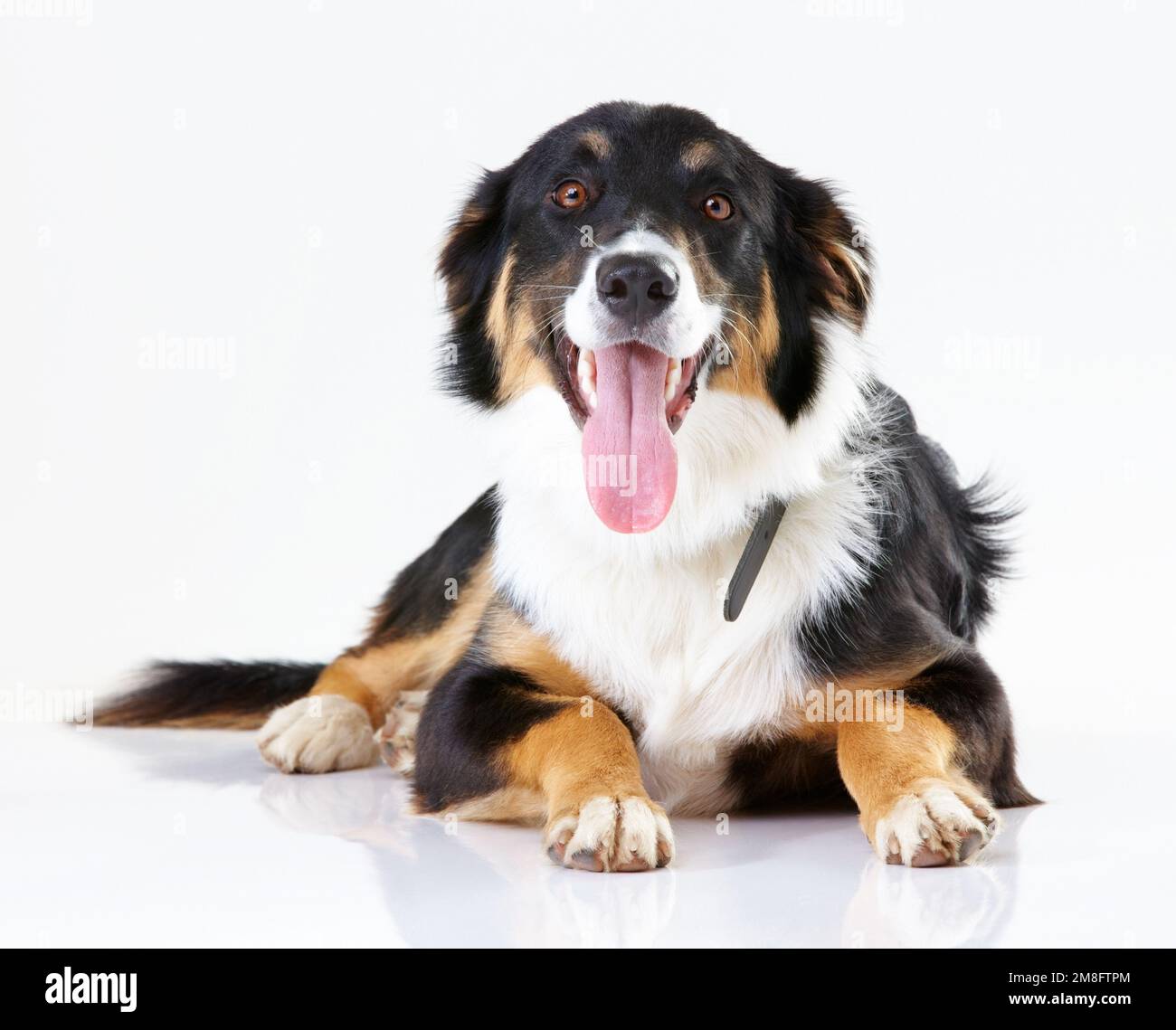 Pet adoption dog shelter Cut Out Stock Images Pictures Alamy