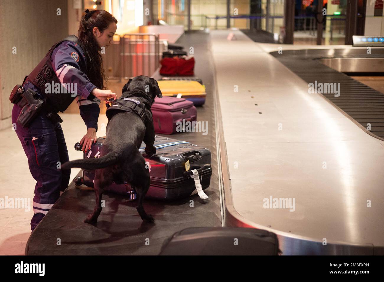 Nice, France. 13th Jan, 2023. Demonstration of a customs operation at  terminal 2 of Nice airport with a dog specialized in the search for tobacco.  Customs agents also exposed some of their