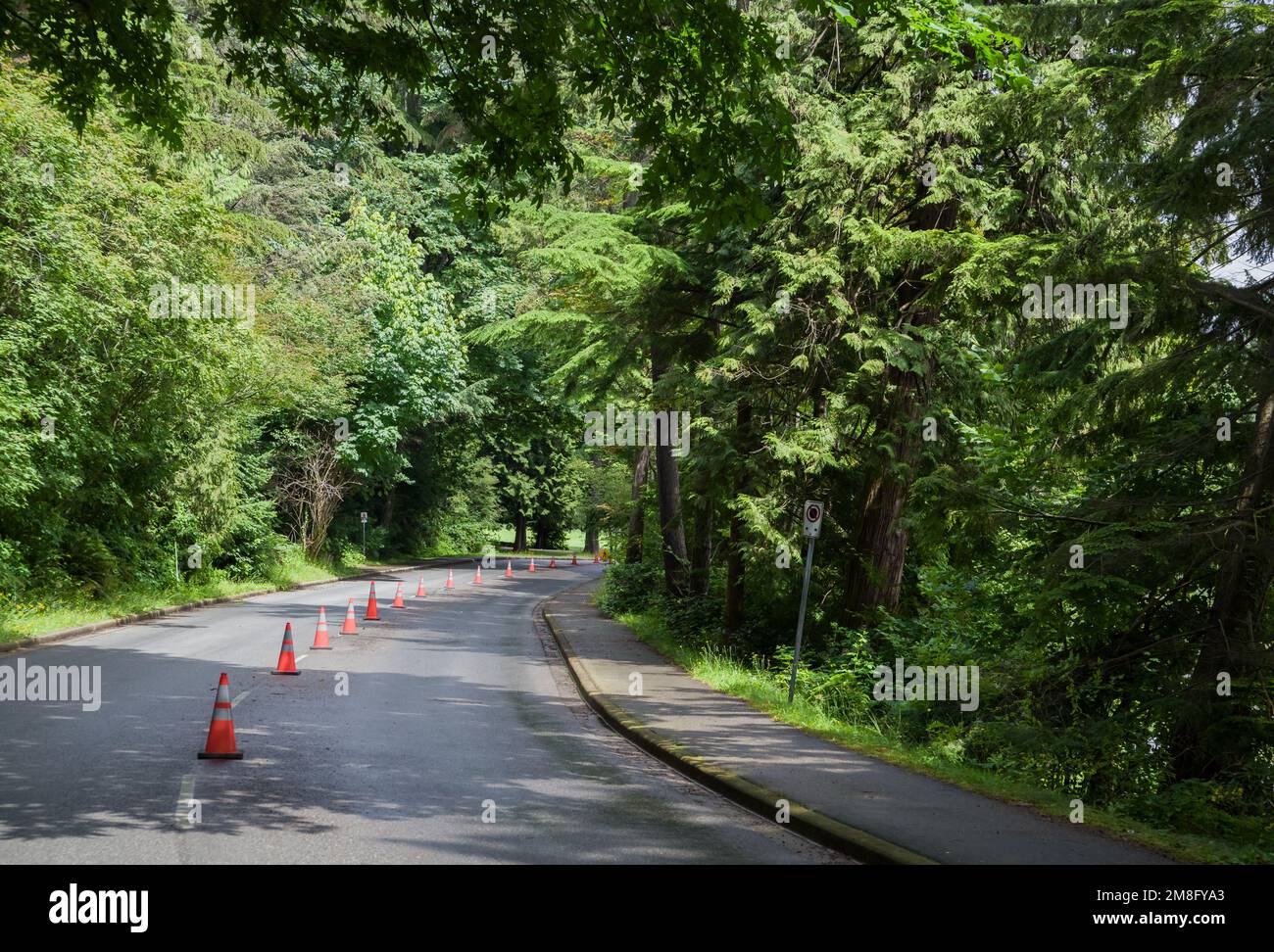 Healthy Living - Special Road Demarcation, Cone Barrier for Bike Lane in Stanley Park, Vancouver. The road in the forest. Walks in nature Stock Photo