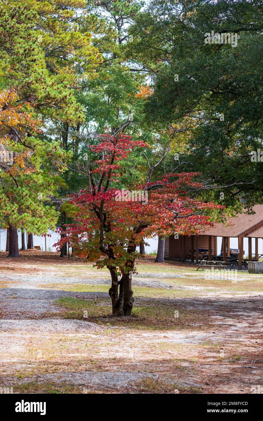 A vertical of autumn trees near an alcove at a lake at Cheraw State