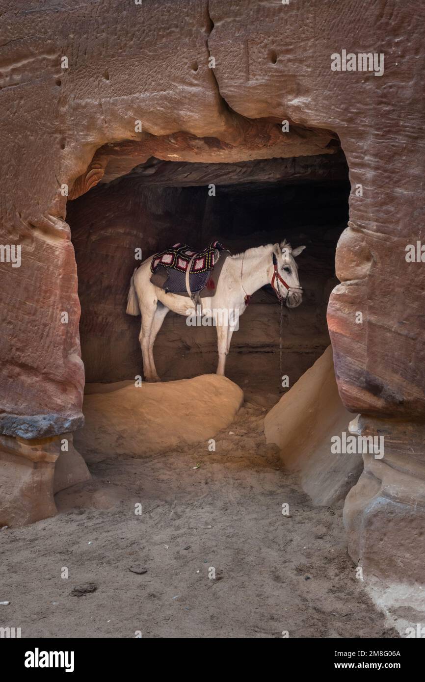 Arabian White Horse Standing in a Cave, also called Grey or Gray in Petra, near Wadi Musa, Jordan Stock Photo