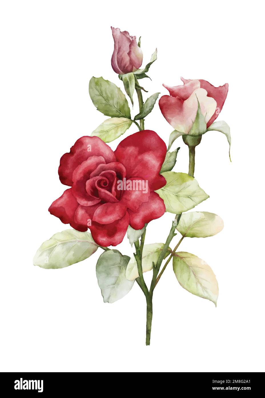 Watercolor red rose bouquet. Flower decorative on watercolor stain background, perfect for invitations, greeting cards, or posters, with space for you Stock Vector