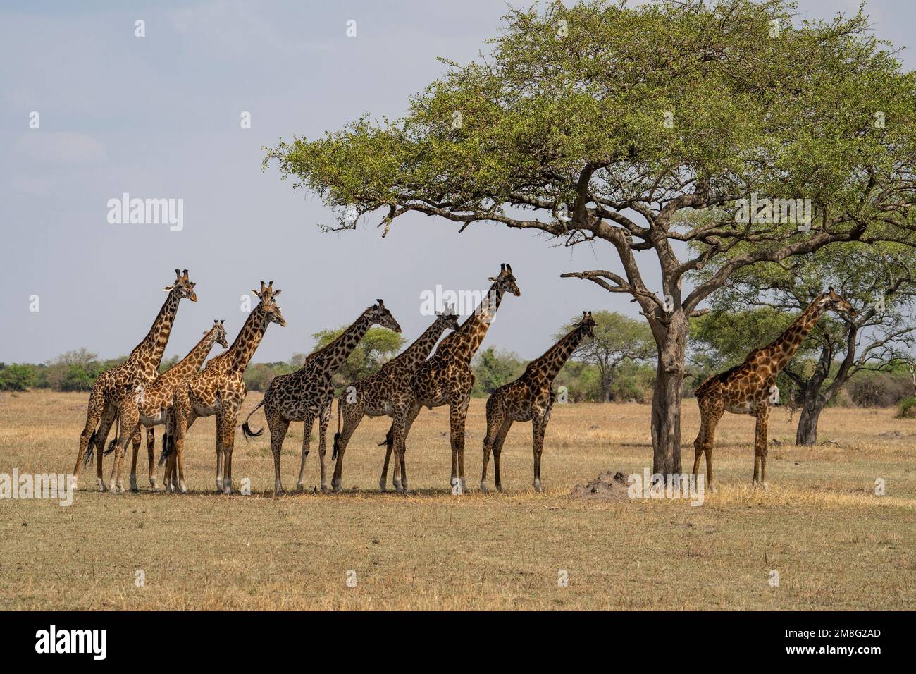 A group of giraffes under an acacia tree in the african savanna in