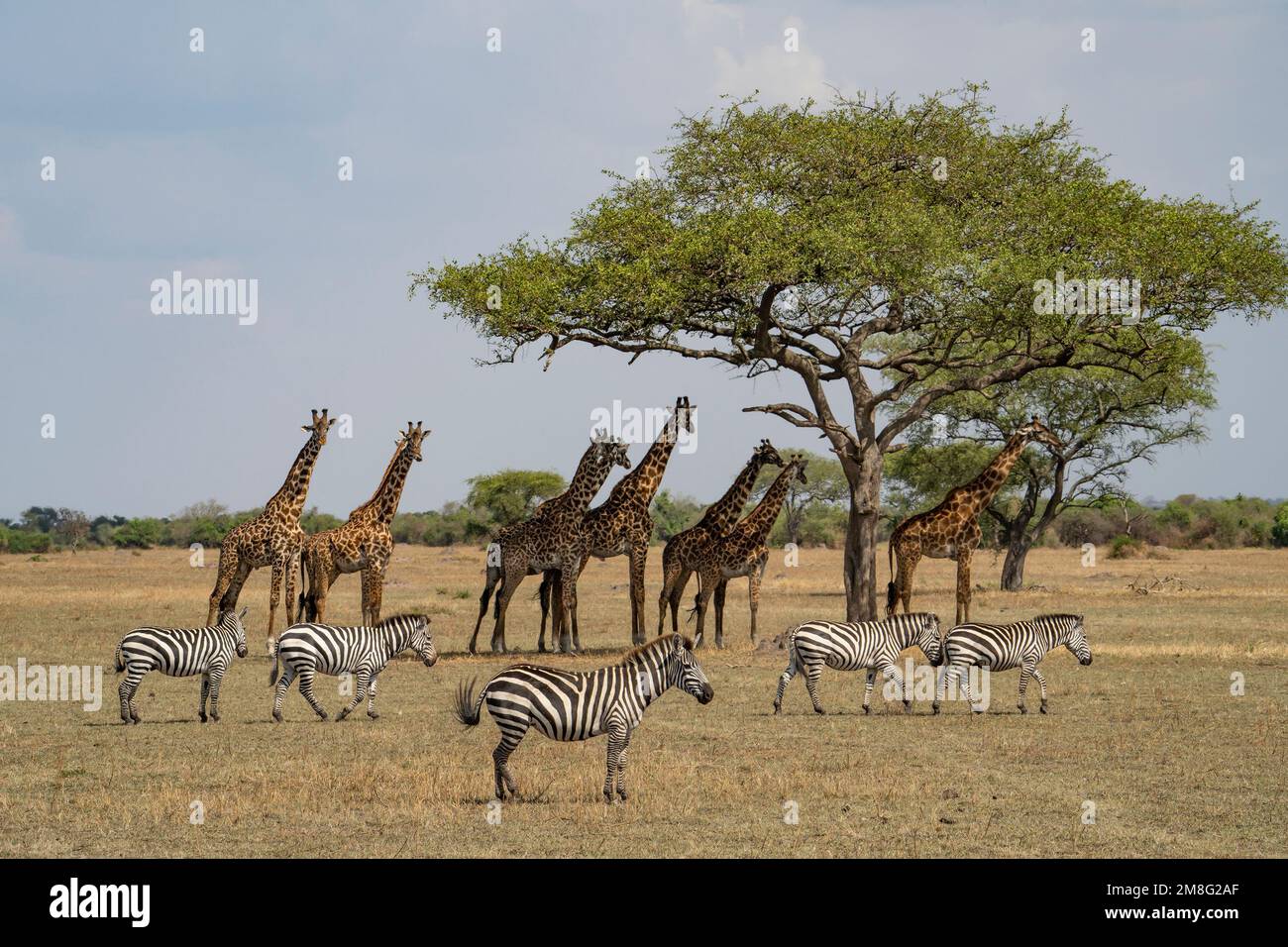African savanna giraffes zebras hi-res stock photography and images - Alamy