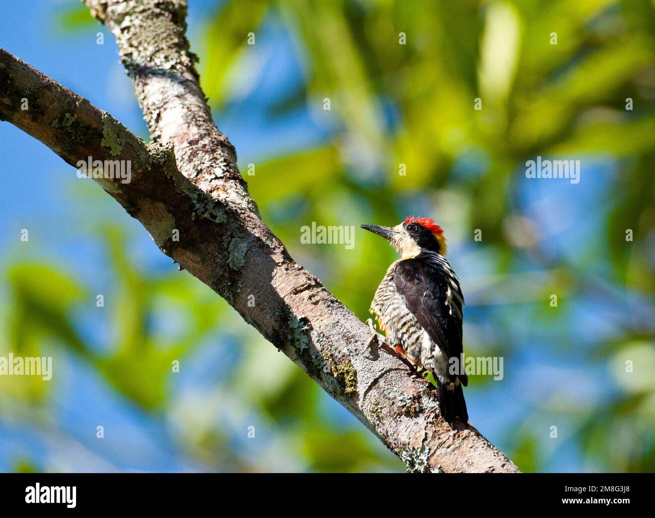 Prachtspecht, Beautiful Woodpecker, Melanerpes pulcher Stock Photo