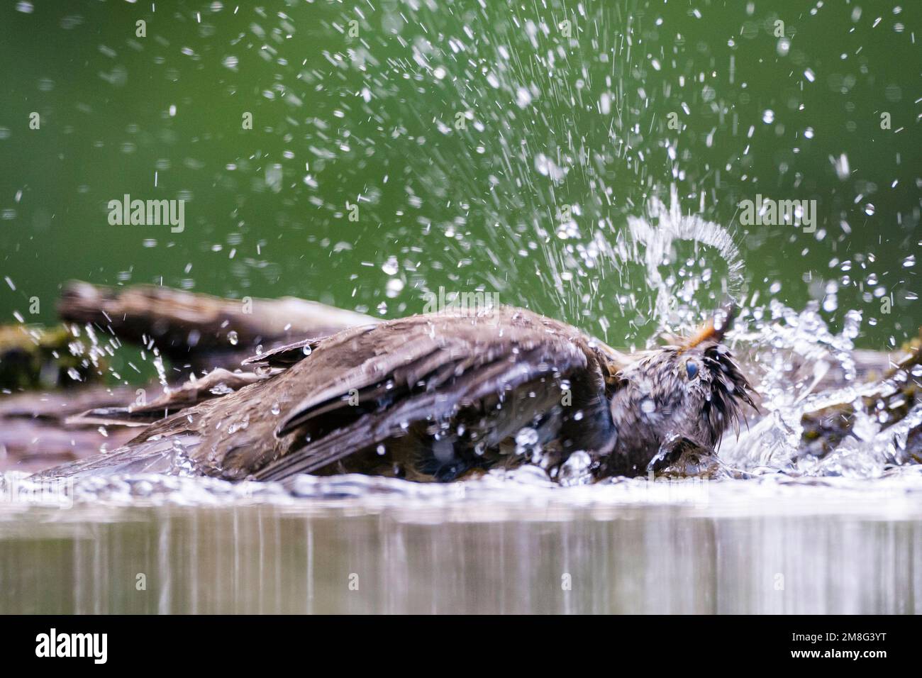 Grote Lijster Badend In Waterpoel Mistle Thrush Bathing In Pool Stock