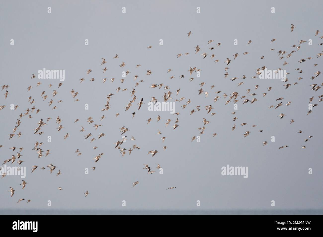 Bonte Strandloper groep vliegend; Dunlin flock flying Stock Photo