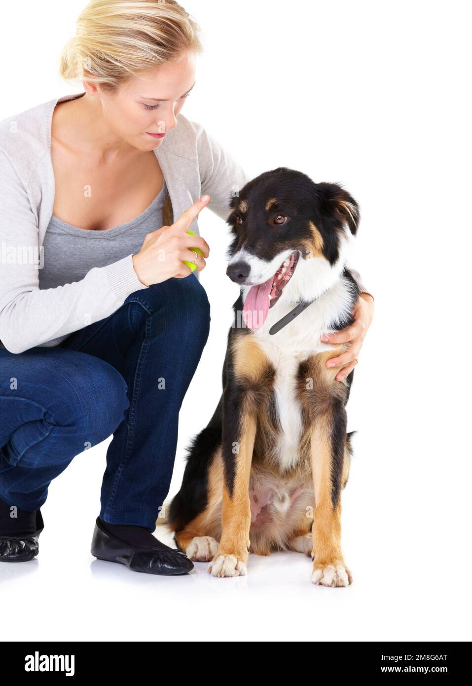 Woman, dog training and command in studio with tennis ball, learning and focus by white background. Trainer, pet animal and furry friend with Stock Photo