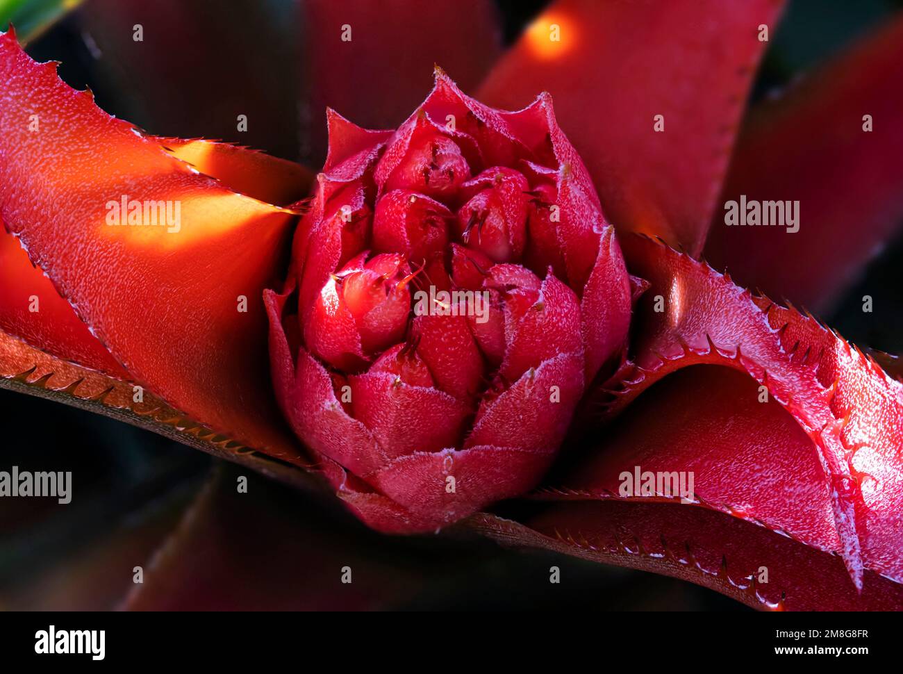 A closeup of a pink Bromelia flower growing at Basel Botanical Garden in Switzerland Stock Photo