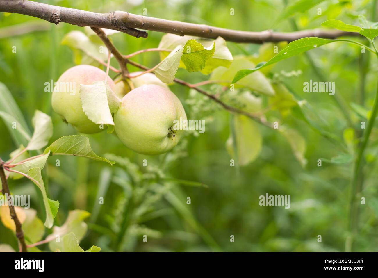 Apple tree. Branch of ripe red apples on a tree in a garden Stock Photo ...