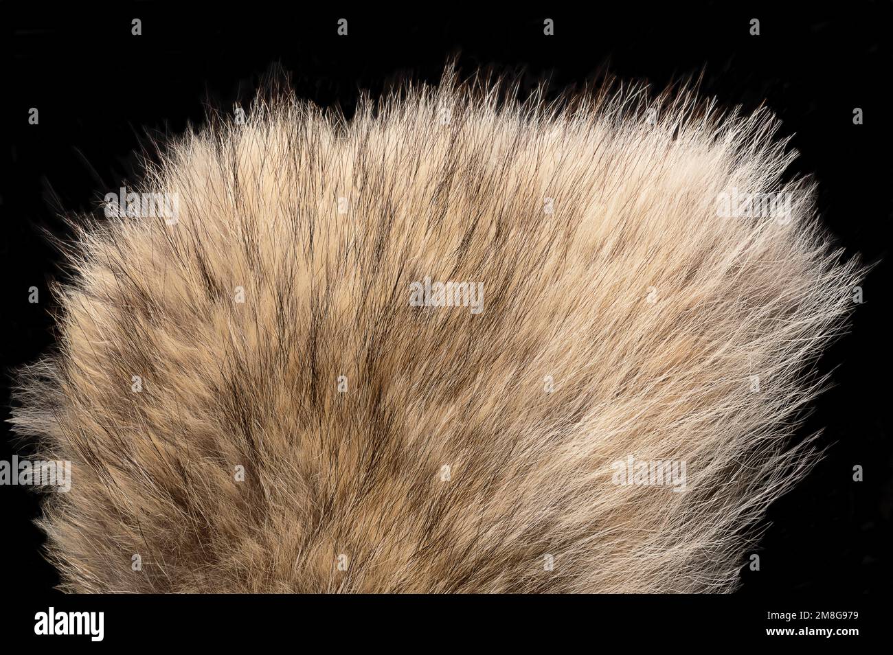 Real grey wolf fur, close-up, from above. Wolf pelt with silky, fluffy and bushy fur fibers, primarily used for scarfs. Thick growth of hair. Stock Photo