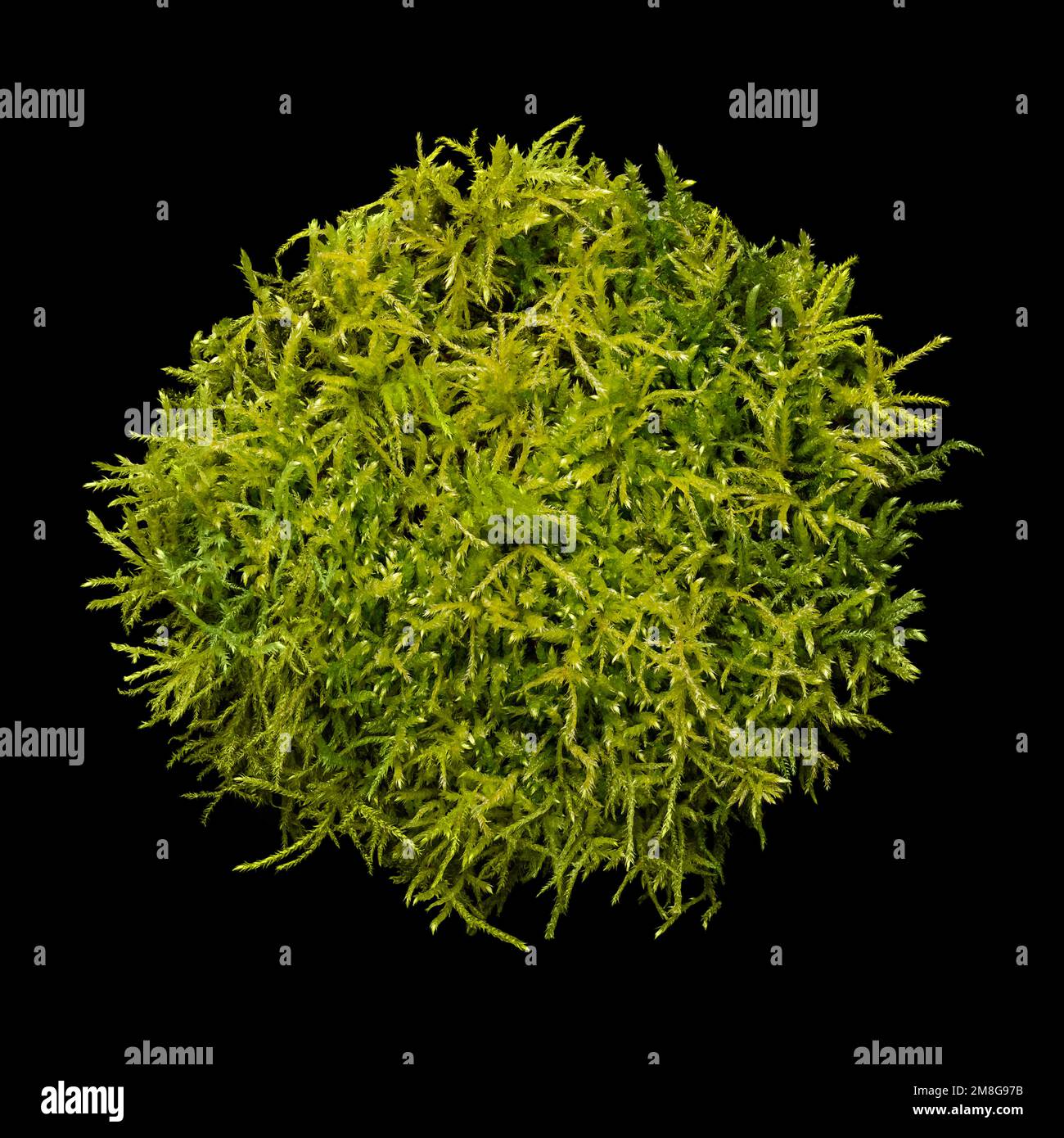 Nest of fresh moss, from above, on black background. Soft bed, made of green peat moss, collected in the forest. Used for Easter egg hunt. Stock Photo