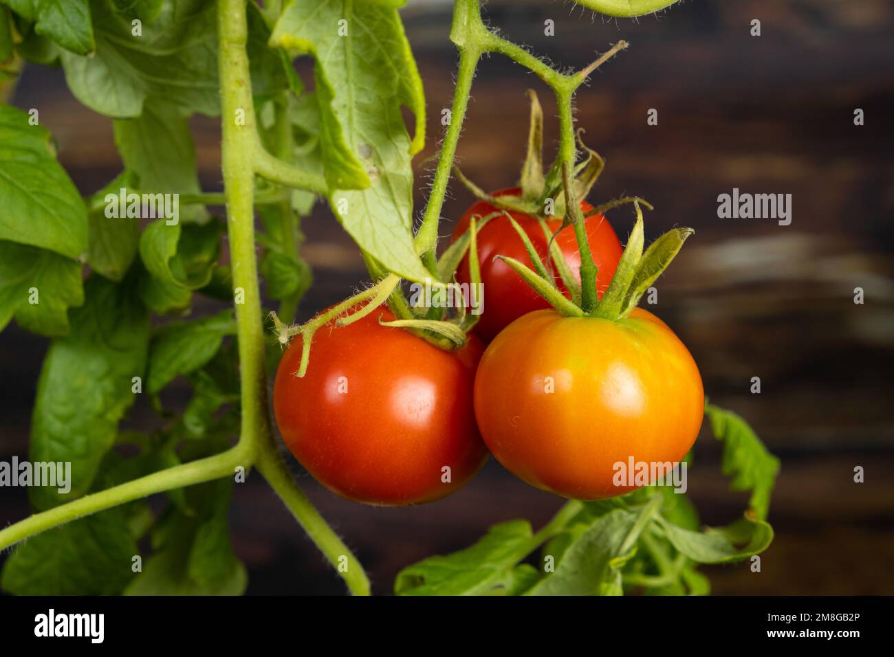 Ripe cherry tomatoes on a branch on a wooden background. Growing tomatoes at home Stock Photo