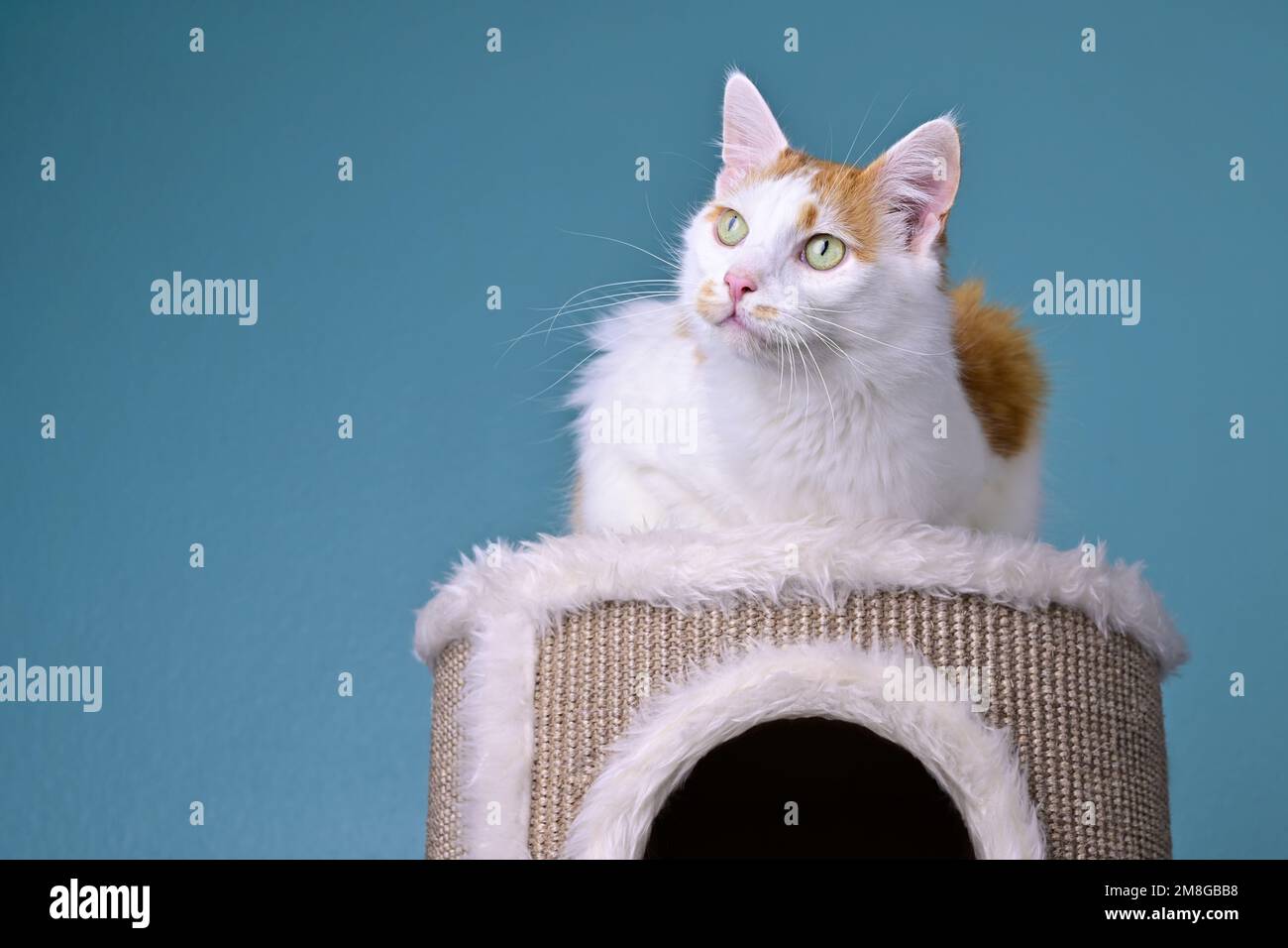 Cute longhair cat lies on the scratching post and looks curious away. Stock Photo