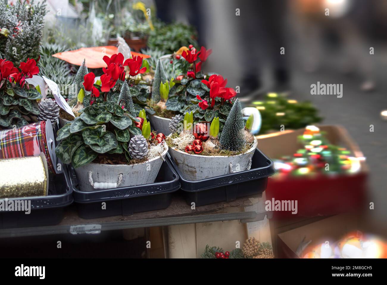 Christmas composition - red flowering cyclamens with small artificial Christmas trees in the snow and potted pine cones. The backdrop is blurred Stock Photo