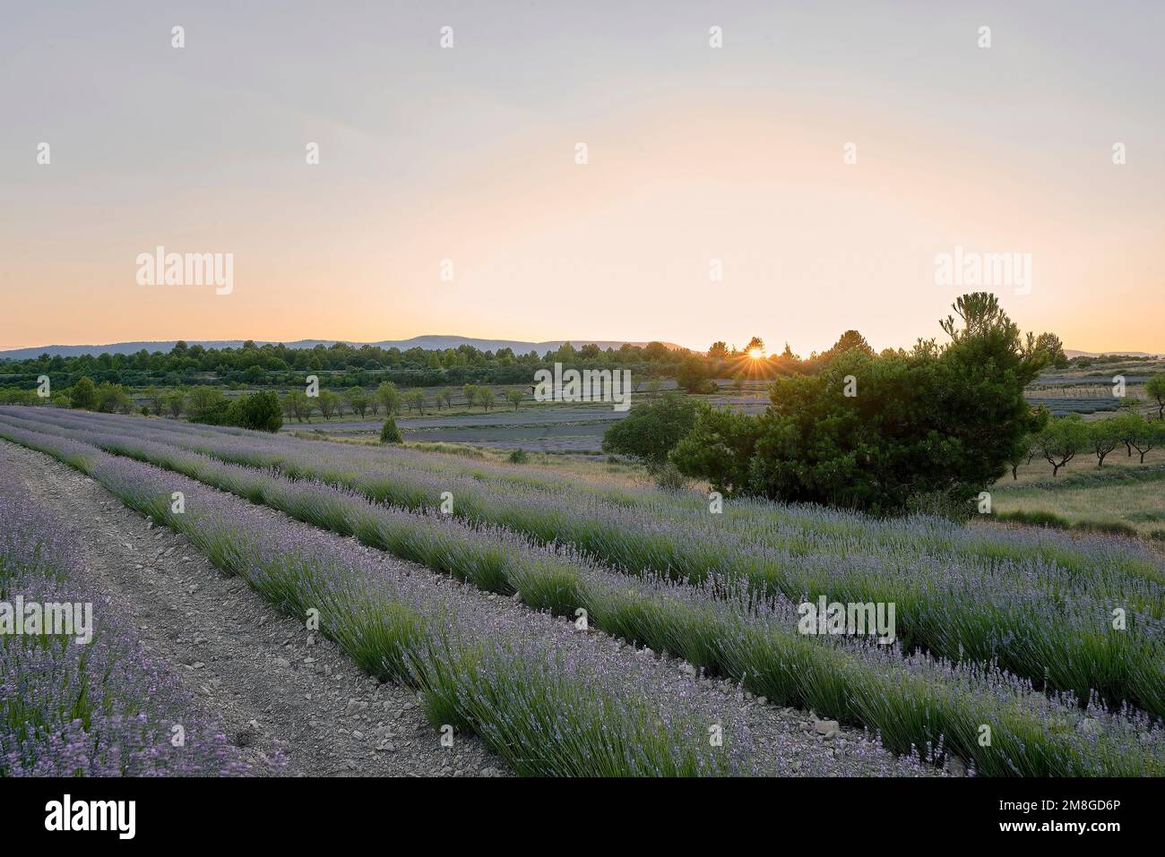 A lavender field in bloom on a sunny day. Straight lines, perpendicular ...