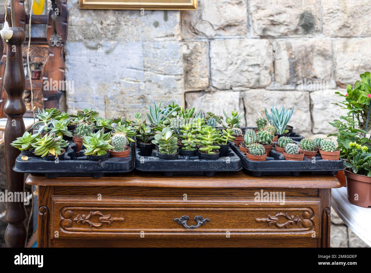 Various types of succulents in small pots on a wooden antique table with bas-reliefs against a stone wall as an interior decoration Stock Photo