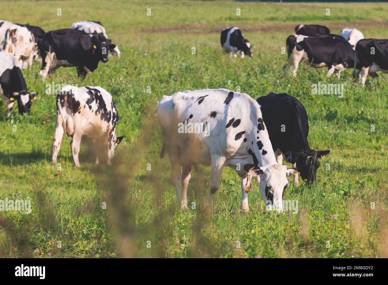Herd of black and white cows calves pasturing and eating grass on a ...