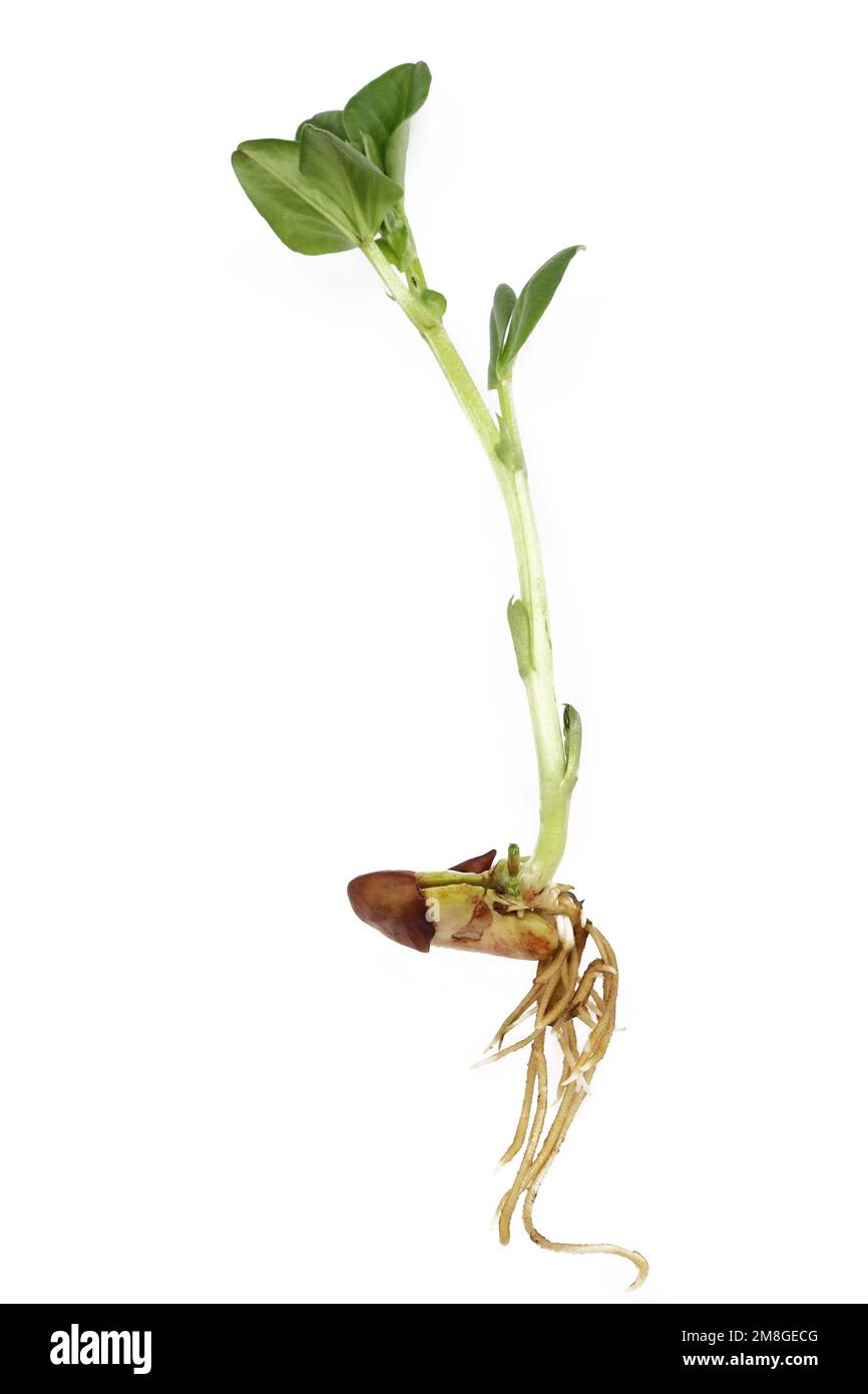 New leaf growing out of horse bean Stock Photo Alamy