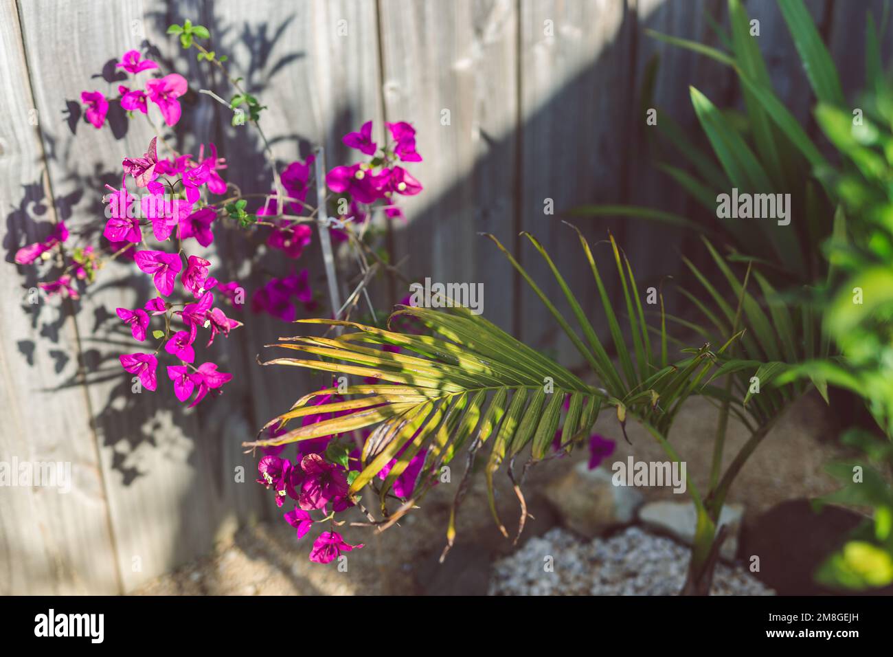 close-up of purple bougainvillea plant outdoor in sunny backyard Stock Photo