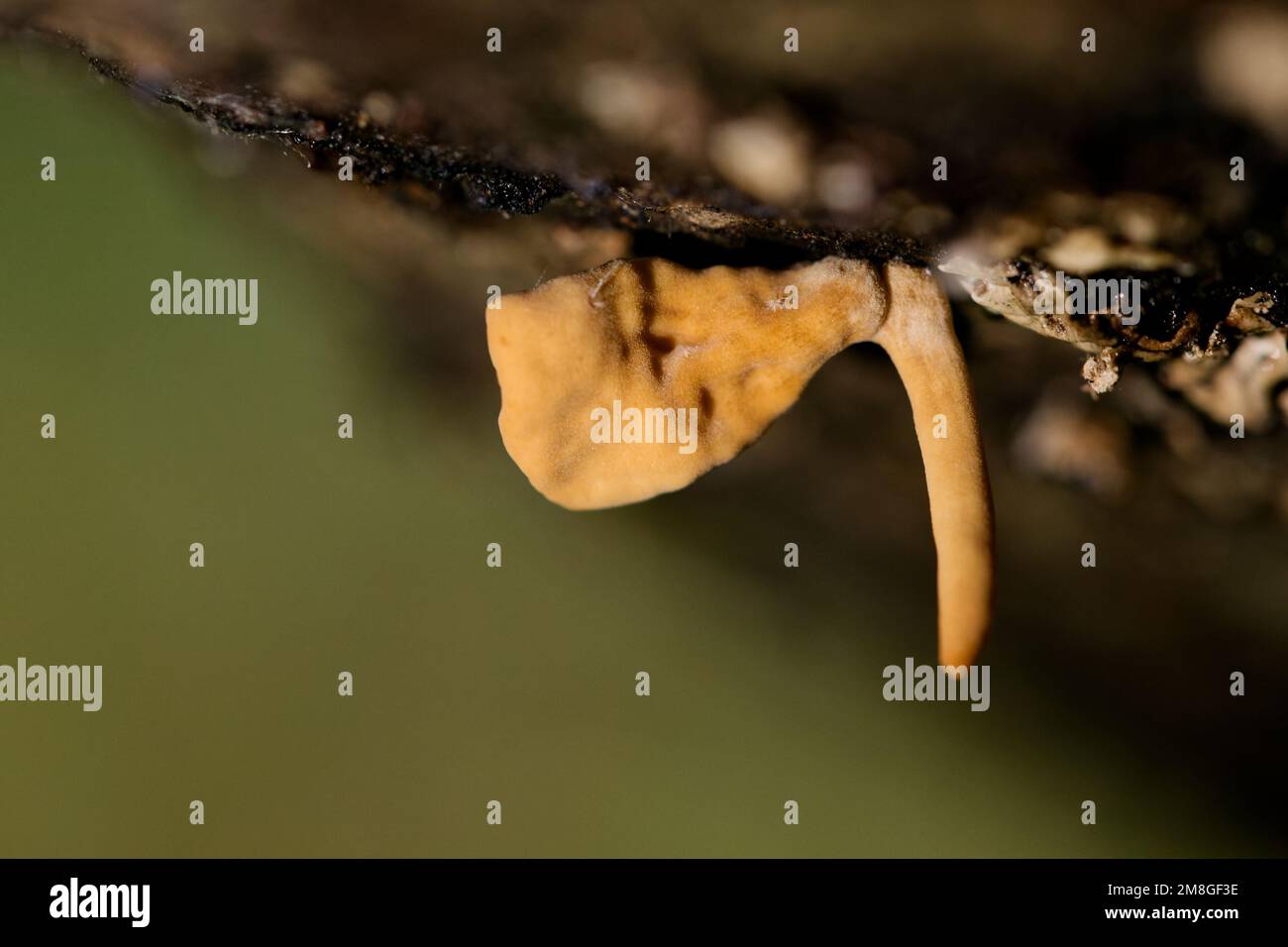 Macrotyphula contorta hi-res stock photography and images - Alamy