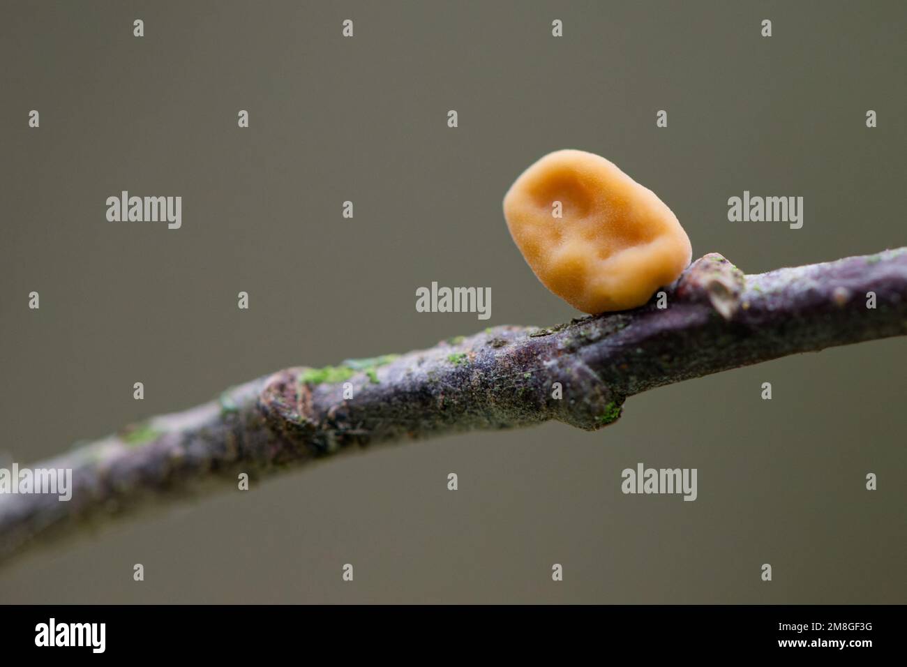Macrotyphula contorta hi-res stock photography and images - Alamy