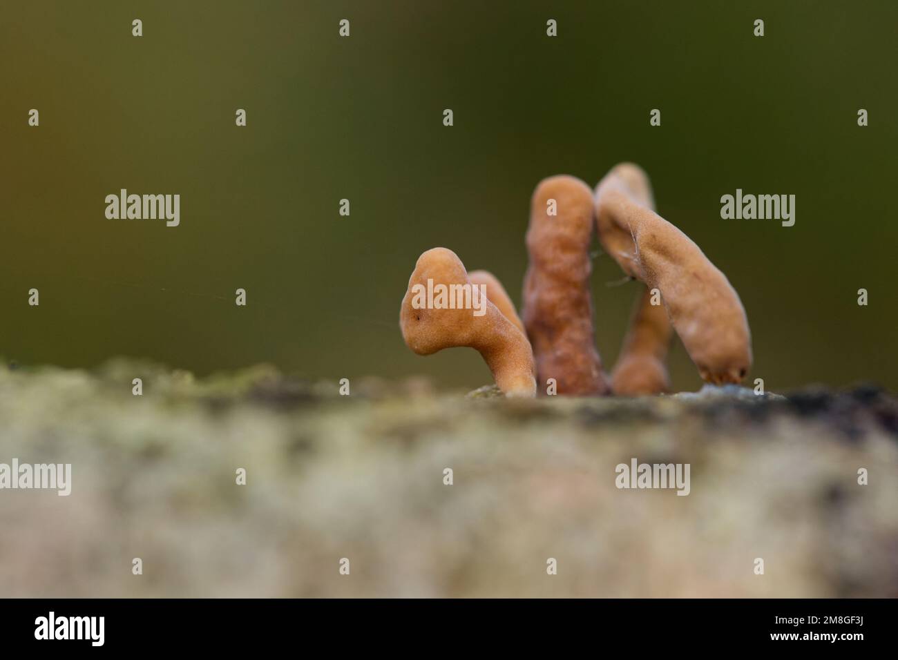 Macrotyphula contorta hi-res stock photography and images - Alamy