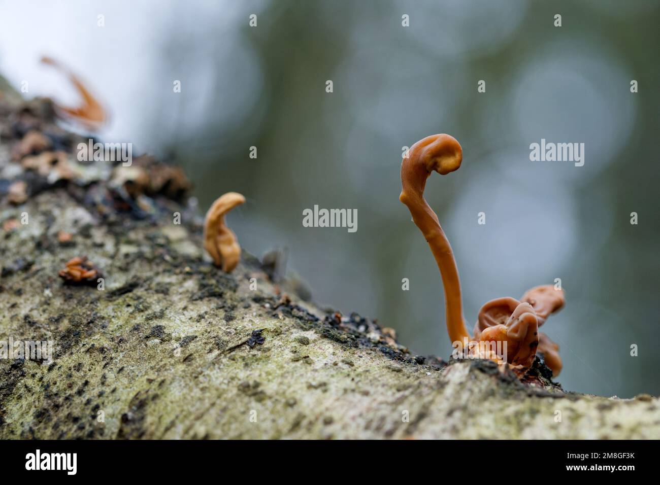 Macrotyphula contorta hi-res stock photography and images - Alamy