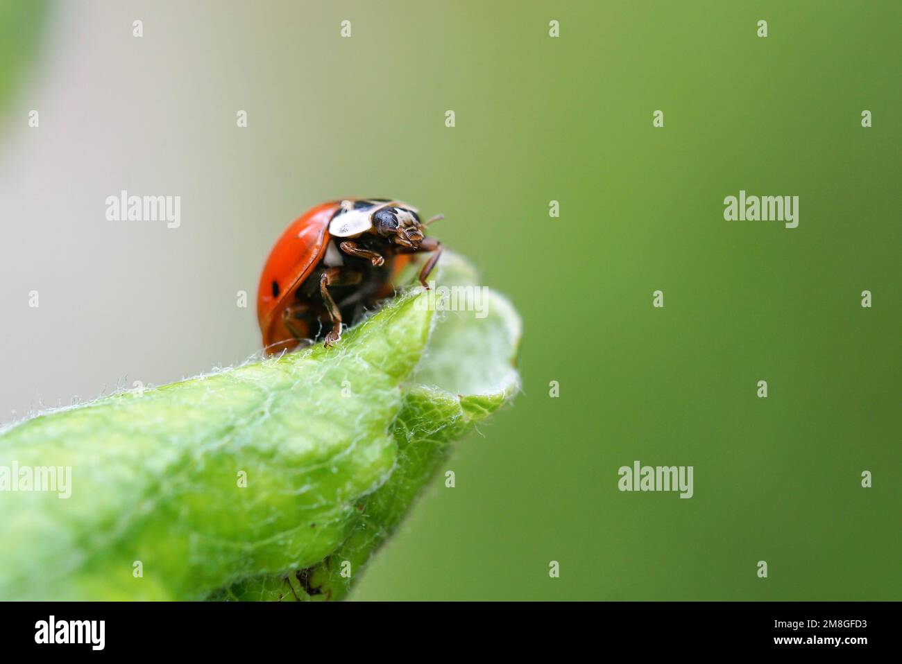 Fliegende Insekten. Marienkäfer Stock Photo - Alamy