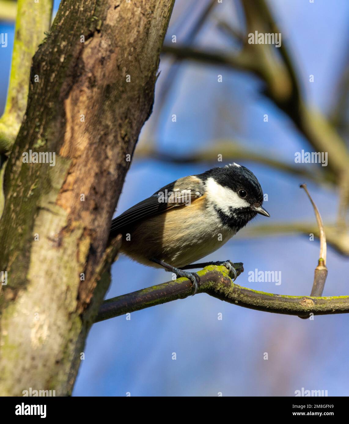 The white on the nape of the neck distinguishes the Coal Tit from 2 other similar species in the family. A small active bird often found in gardens. Stock Photo