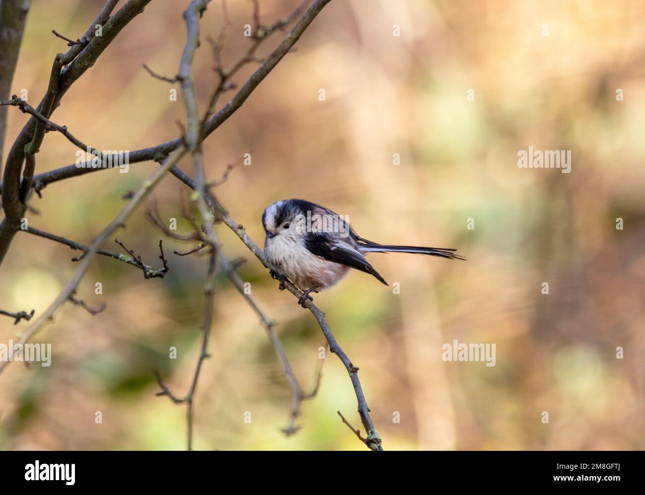 A tiny active bird usually in the upper canopy, the Long-tailed Tit is often heard rather than see. They travel in tightly knit family groups. Stock Photo