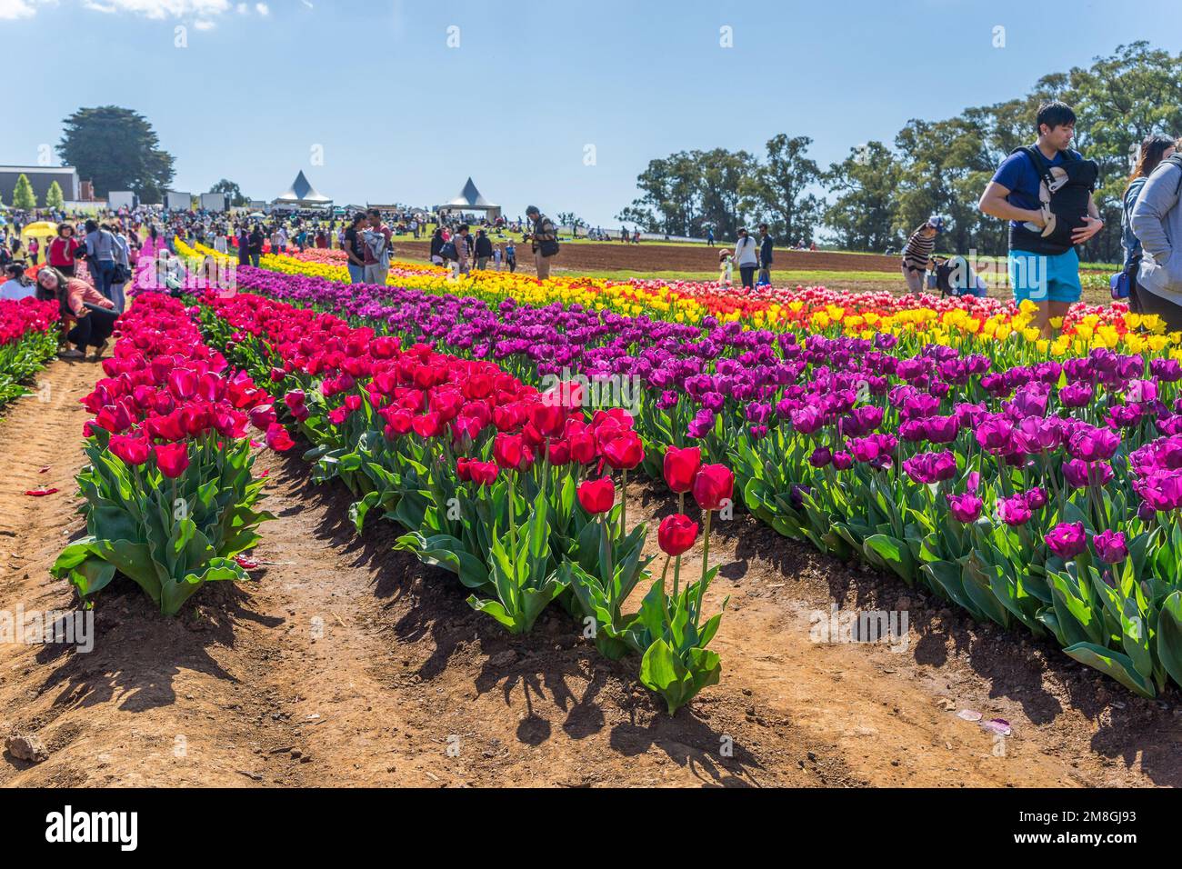 Tesselaar tulip festival hires stock photography and images Alamy
