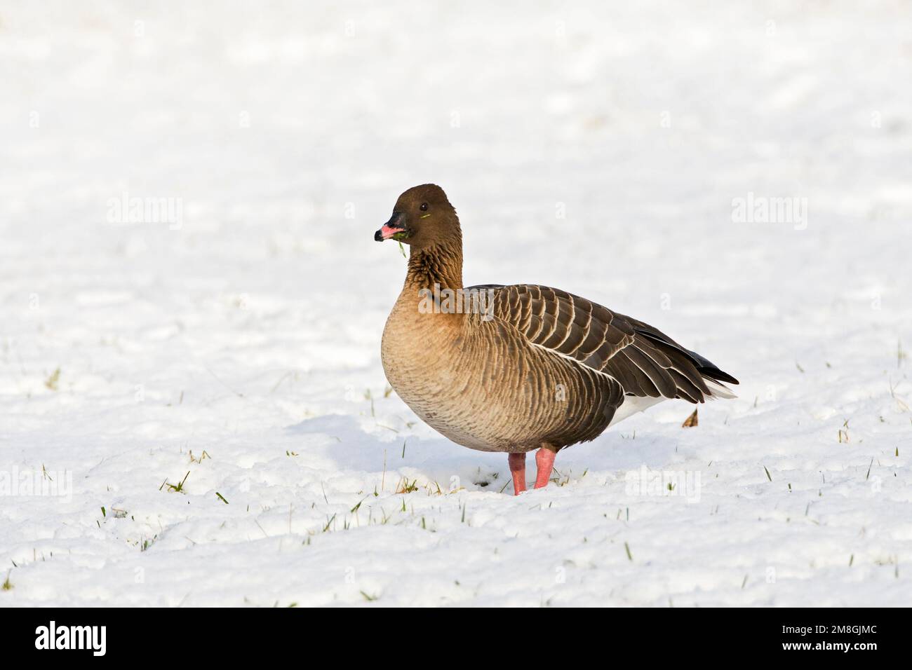 Rietgans hi-res stock photography and images - Alamy
