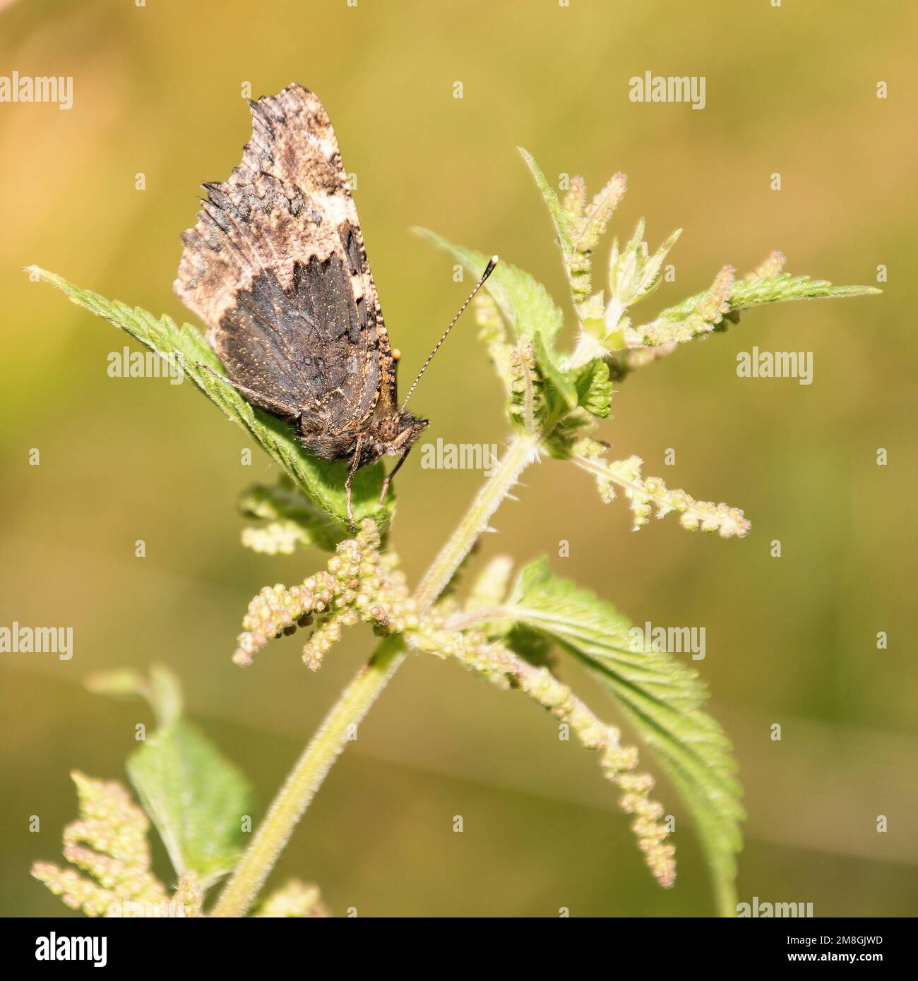 Aus dem Reich der Insekten. Schmetterling mit geschlossenen Flügeln auf ...