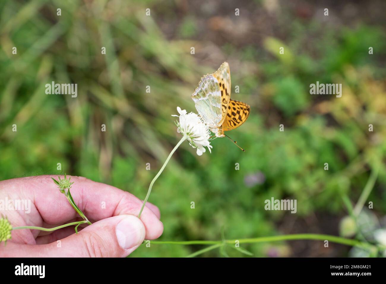 Aus dem Reich der Insekten. Der fliegende Kaisermantel Stock Photo