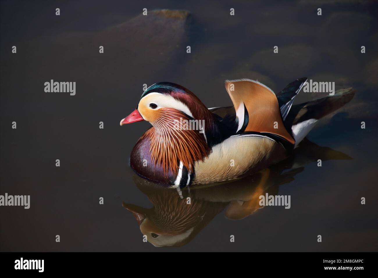Mandarin duck, Martinmere Stock Photo