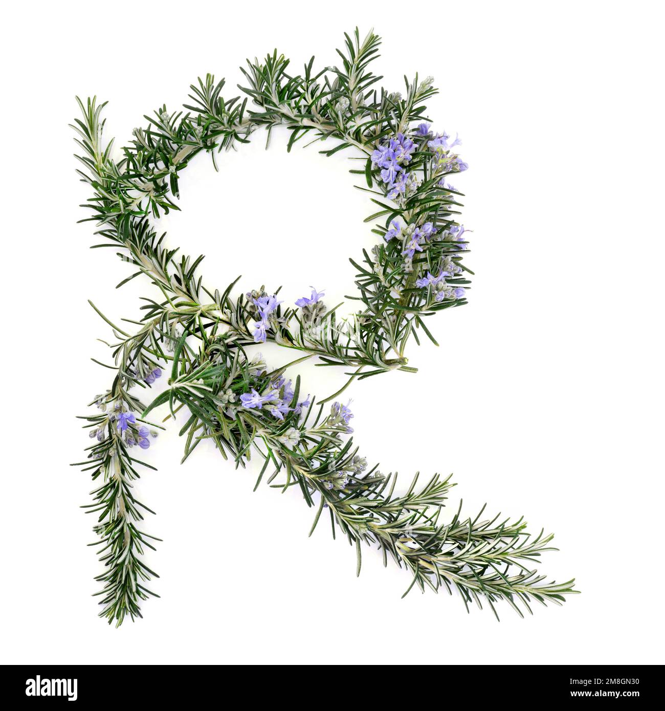 Rosemary herb herbal plant medicine and food seasoning. Used as natural