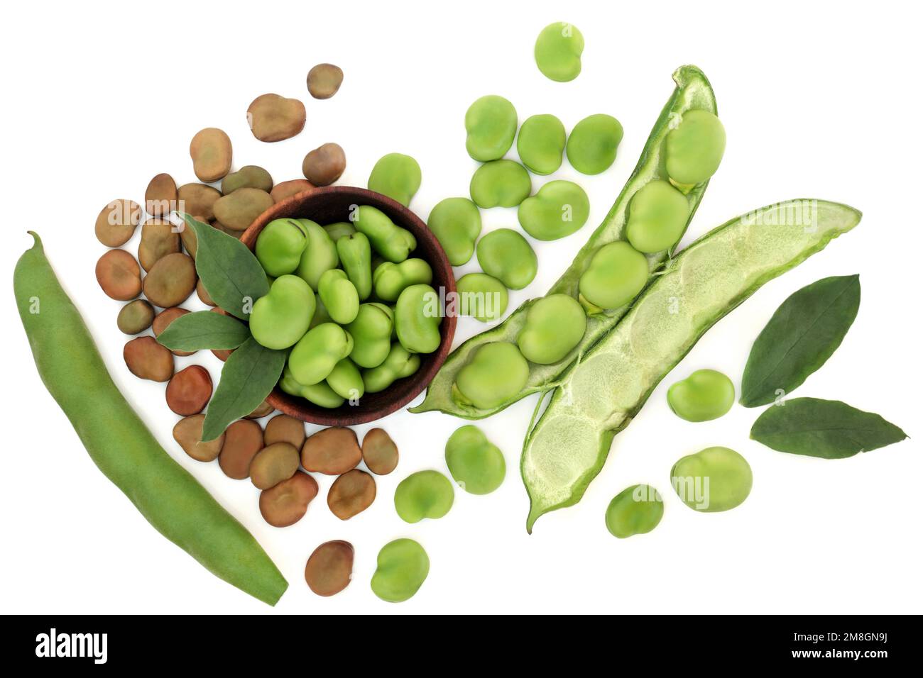 Broad beans healthy super food dried and fresh local produce with