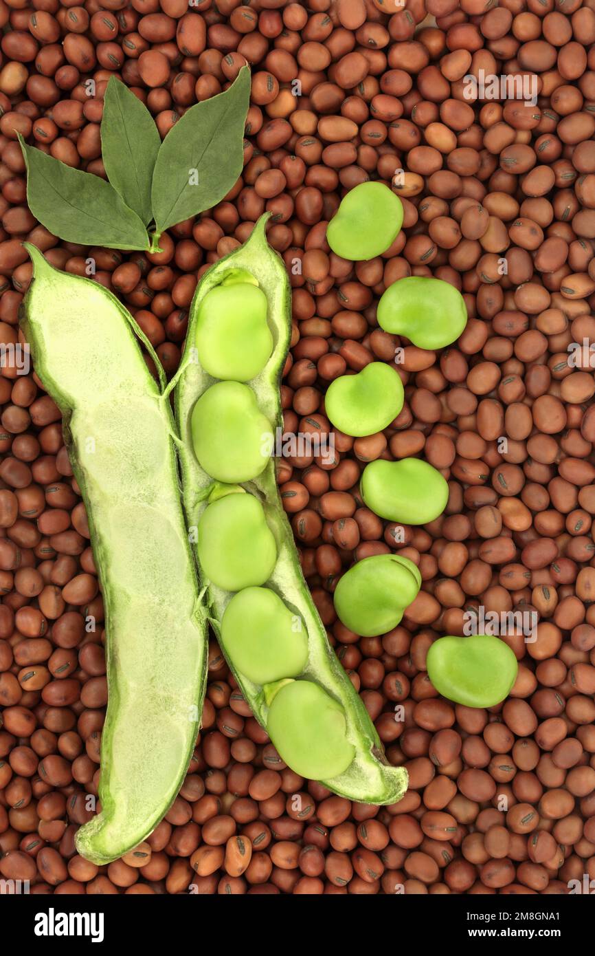Broad bean legume vegetables dried and fresh with leaves. Vegan health